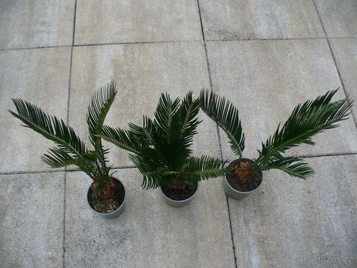 Cykas Revoluta - 2