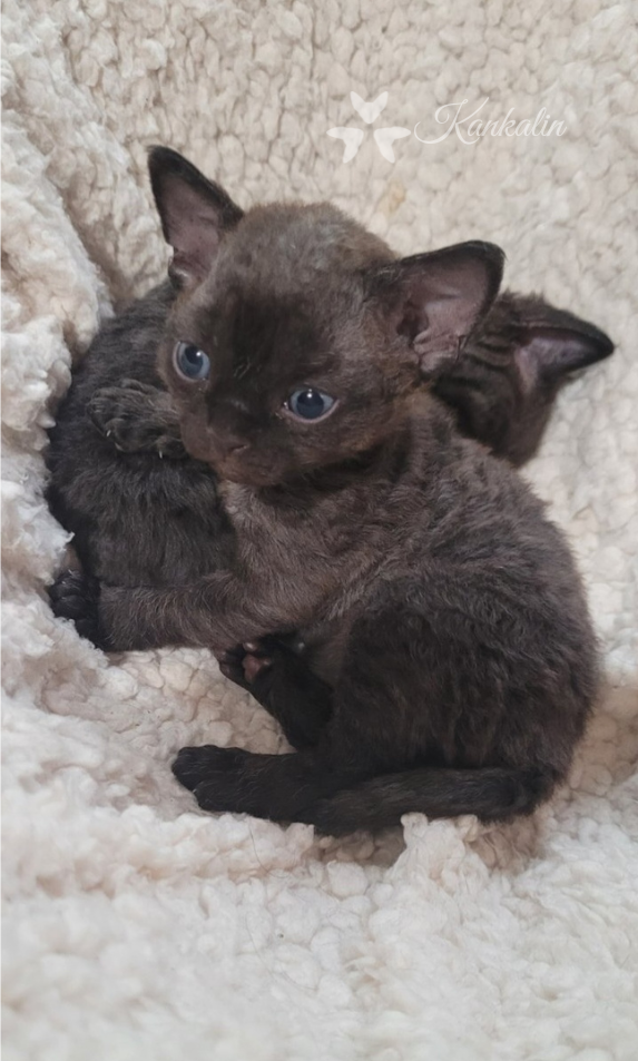 Devon rex koťátka s PP - 2