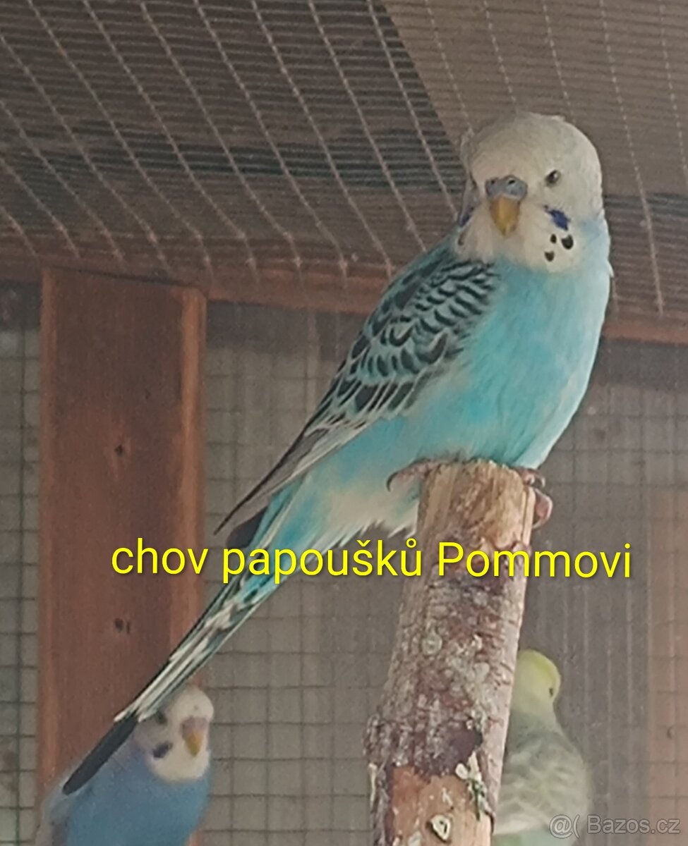 Andulka - samečci na ochočení i do chovu - 2