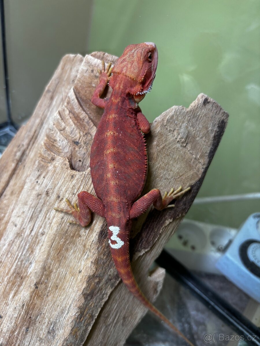 Agama vousata - sameček - 2