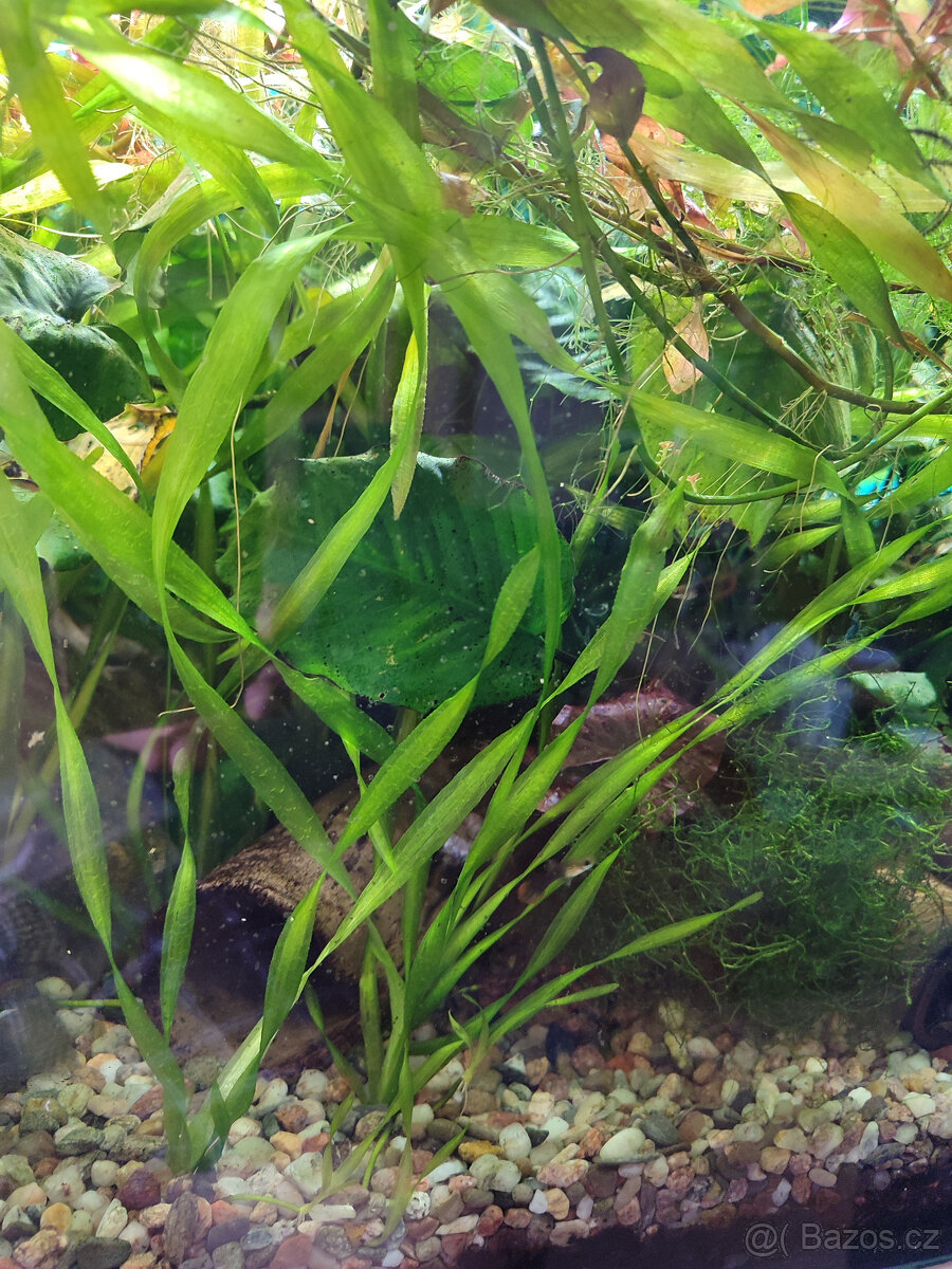 Vallisneria asiatica - 2