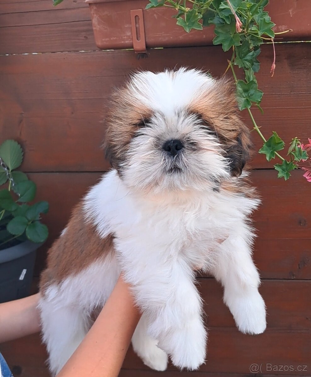 SHIH TZU , SHIH-TZU s PP - 2