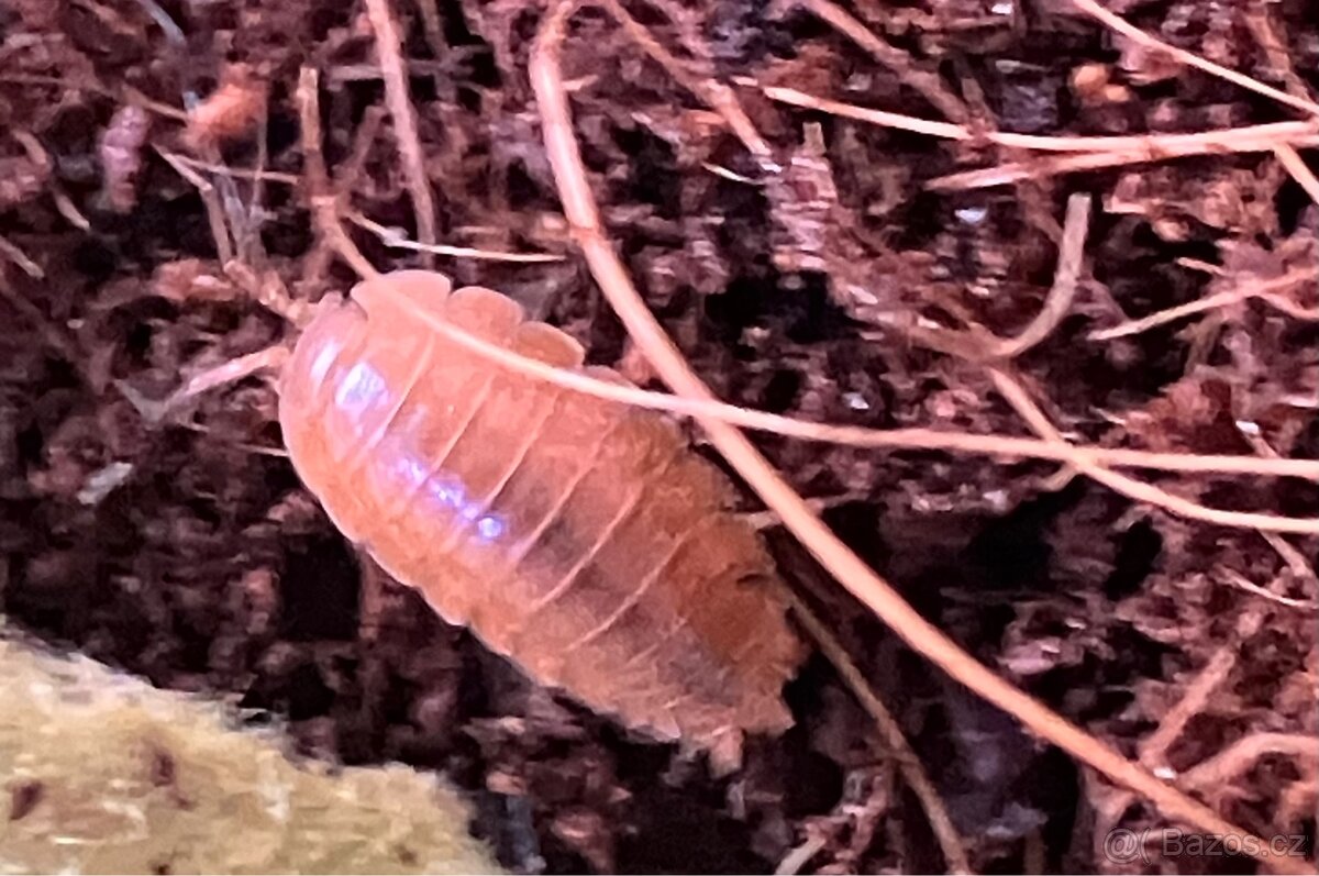 Stínky, isopody porcellino laevis “orange” - 2