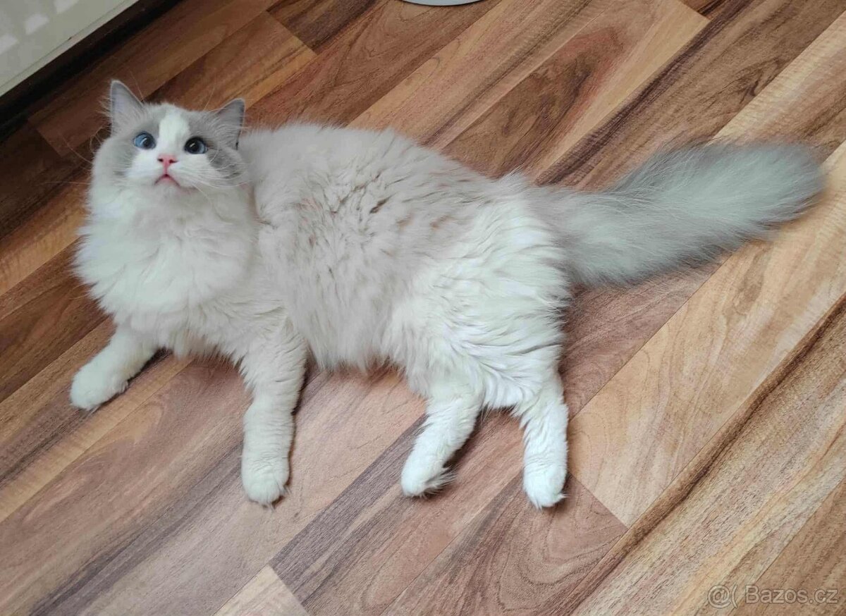 Ragdoll s PP - 2