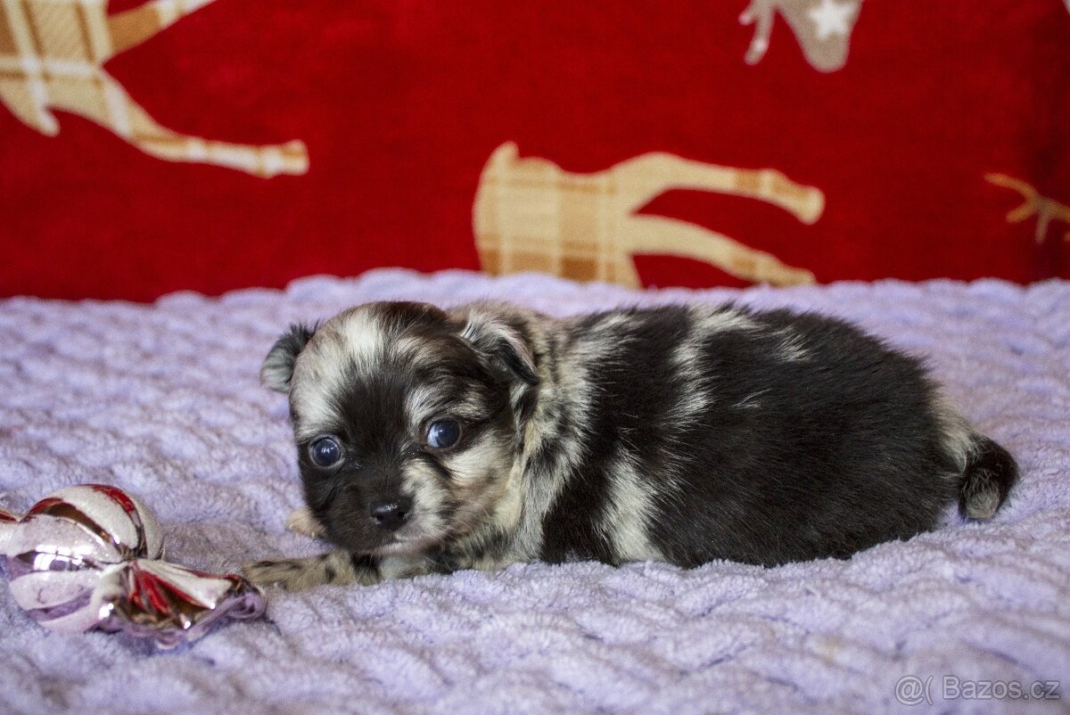 Štěňata - dlouhosrstá čivava - 2