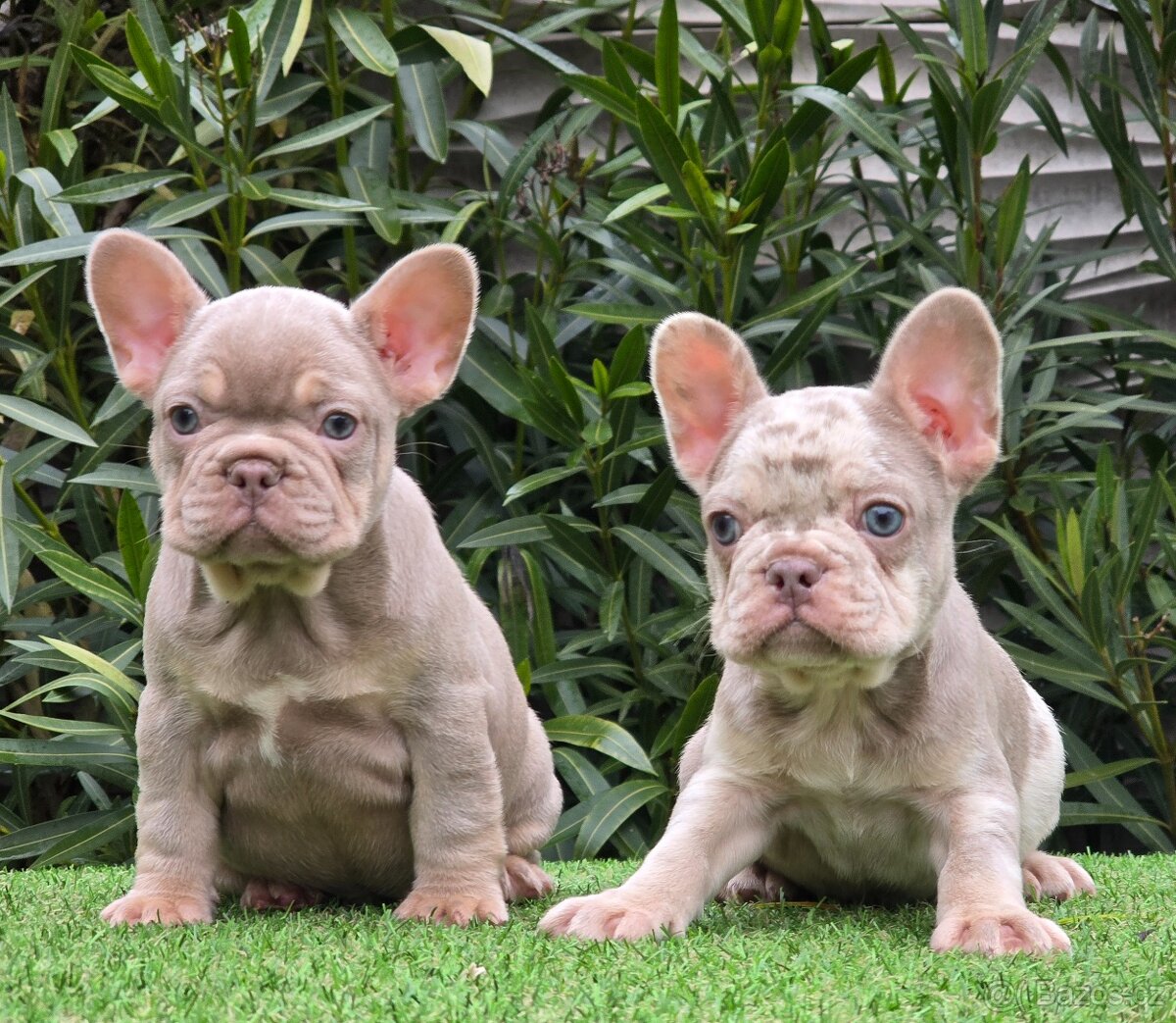 Francuzsky buldocek bez Pp - 2