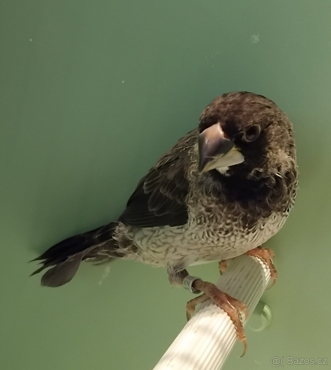 Chůvičky japonské - 2