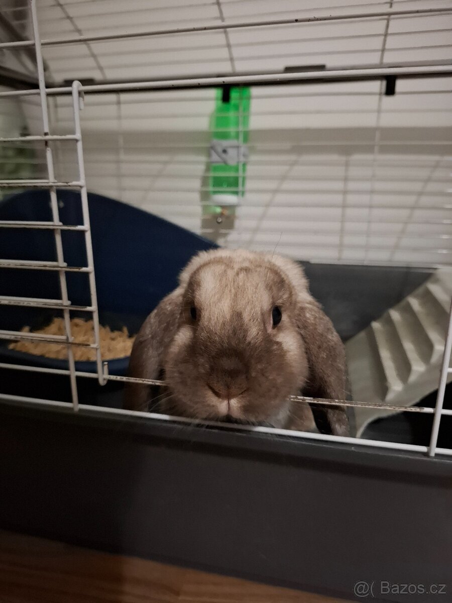 Králíček beránek - 2