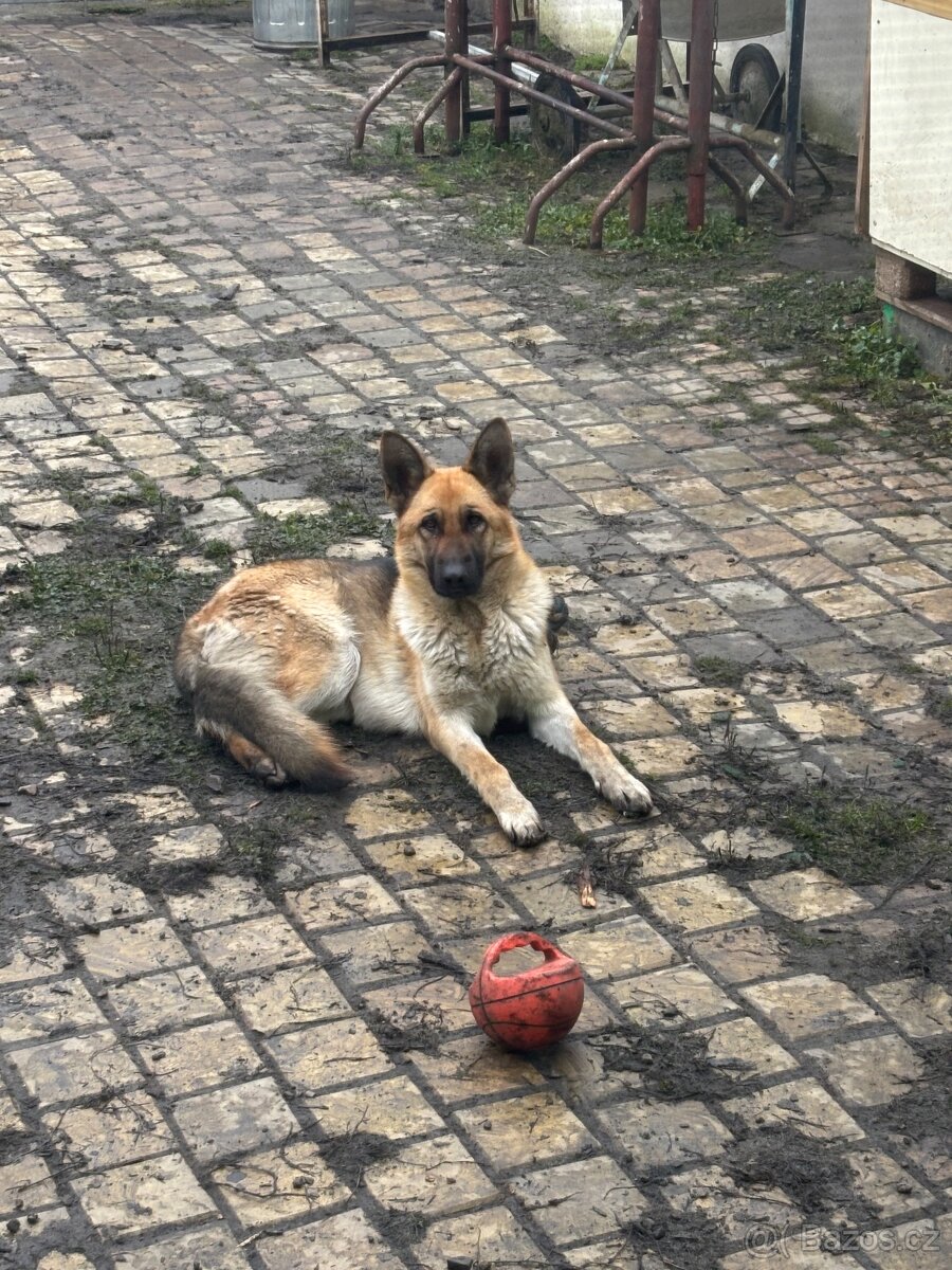 Německý ovčák - 2