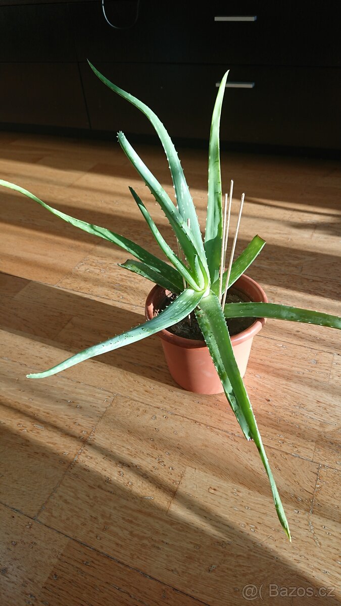 Dvě léčivé ALOE VERA - 2