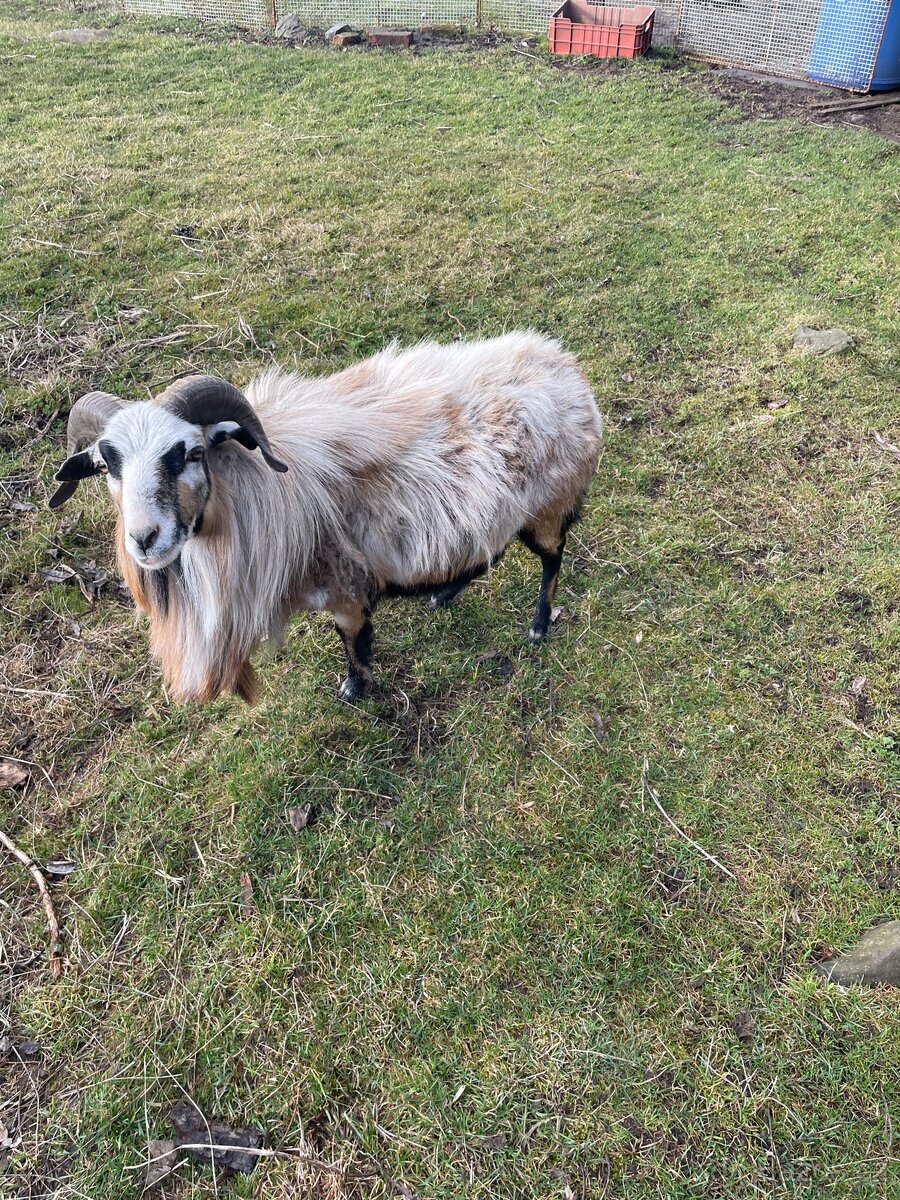 Ovce kamerunský beran - 2