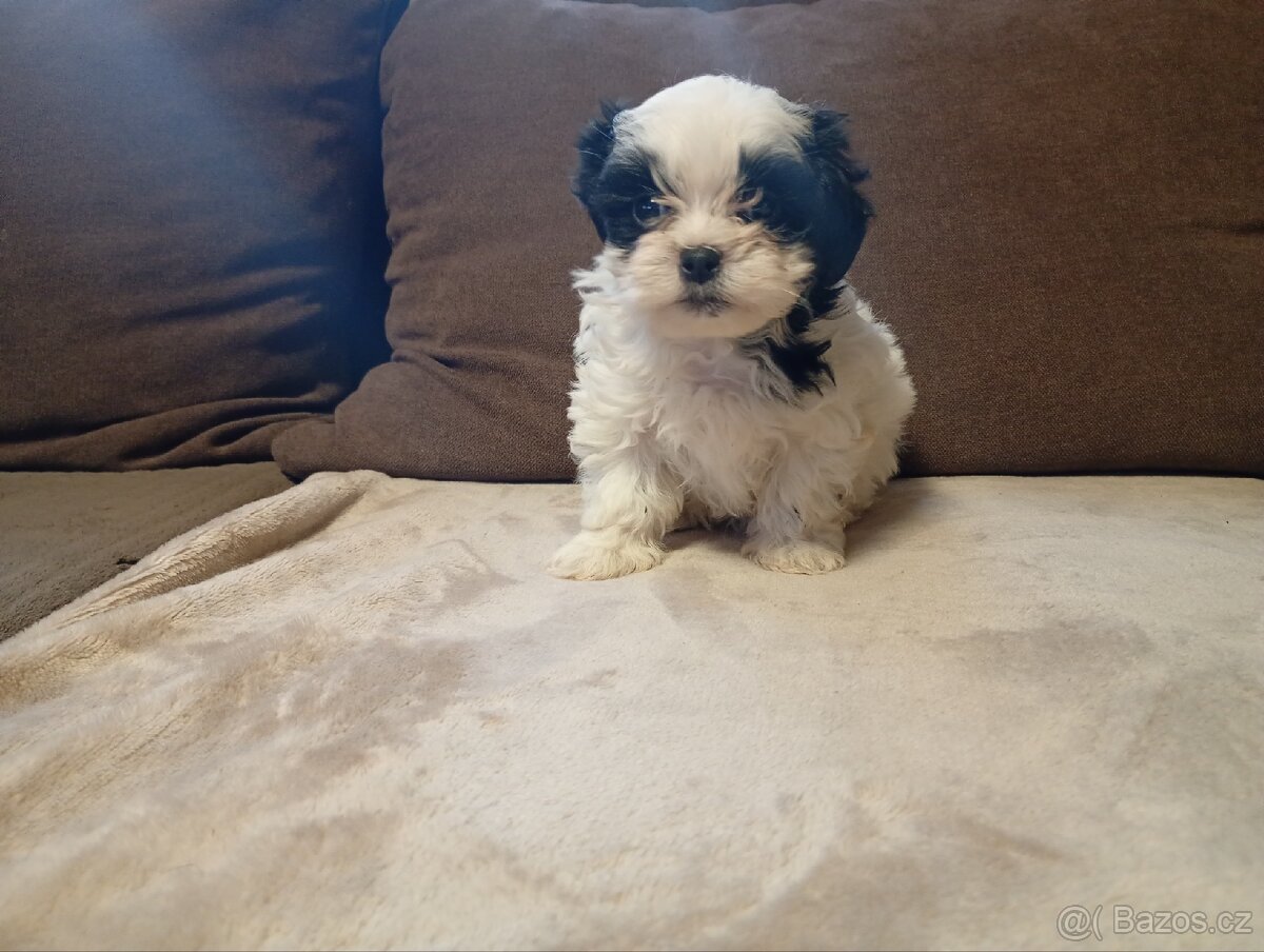 Jorkšírský teriér biewer - 2