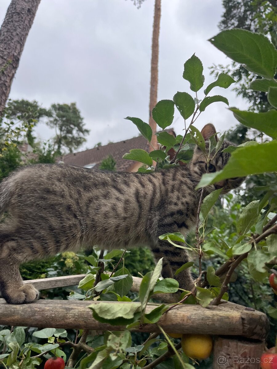 Bengálské kotě - 2