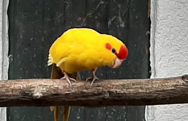 Kakariki rudočelí - 2