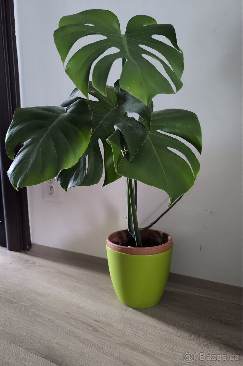 Monstera - 2