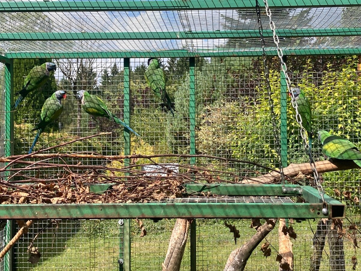 Alexandr čínský - 2