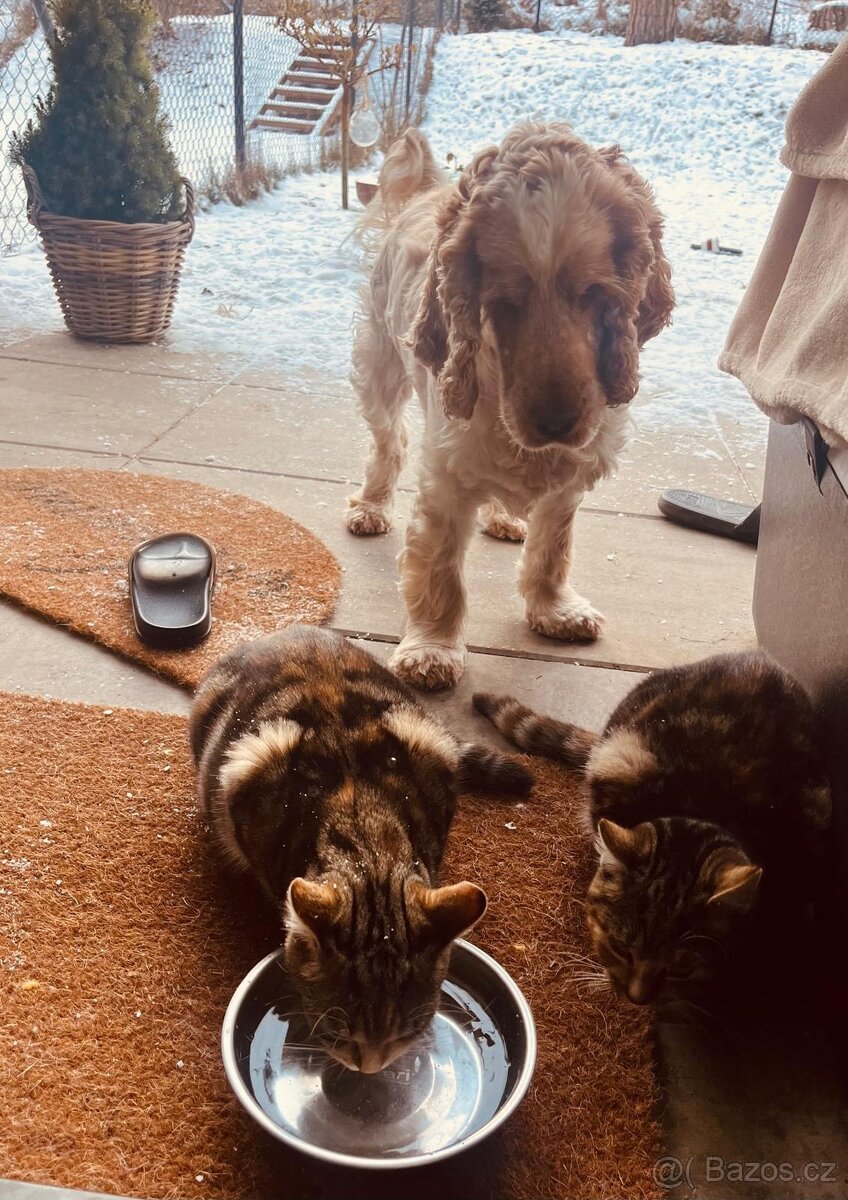 Daruji 2 kočičky do dobrých rukou - 2