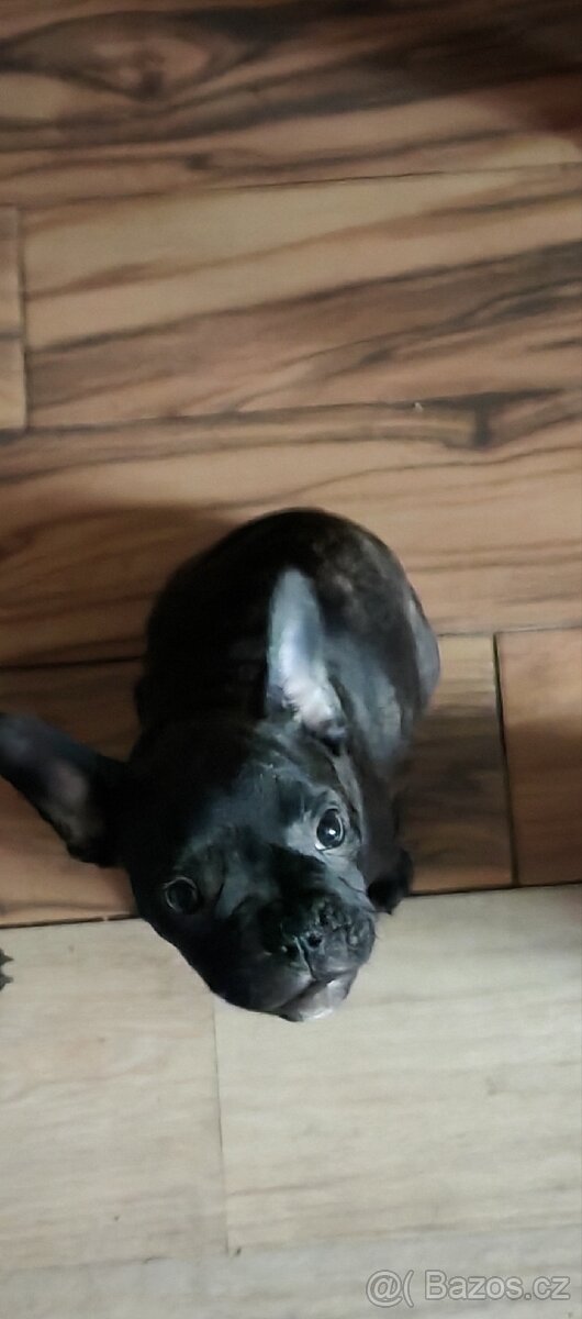Francouzský buldočci - 2