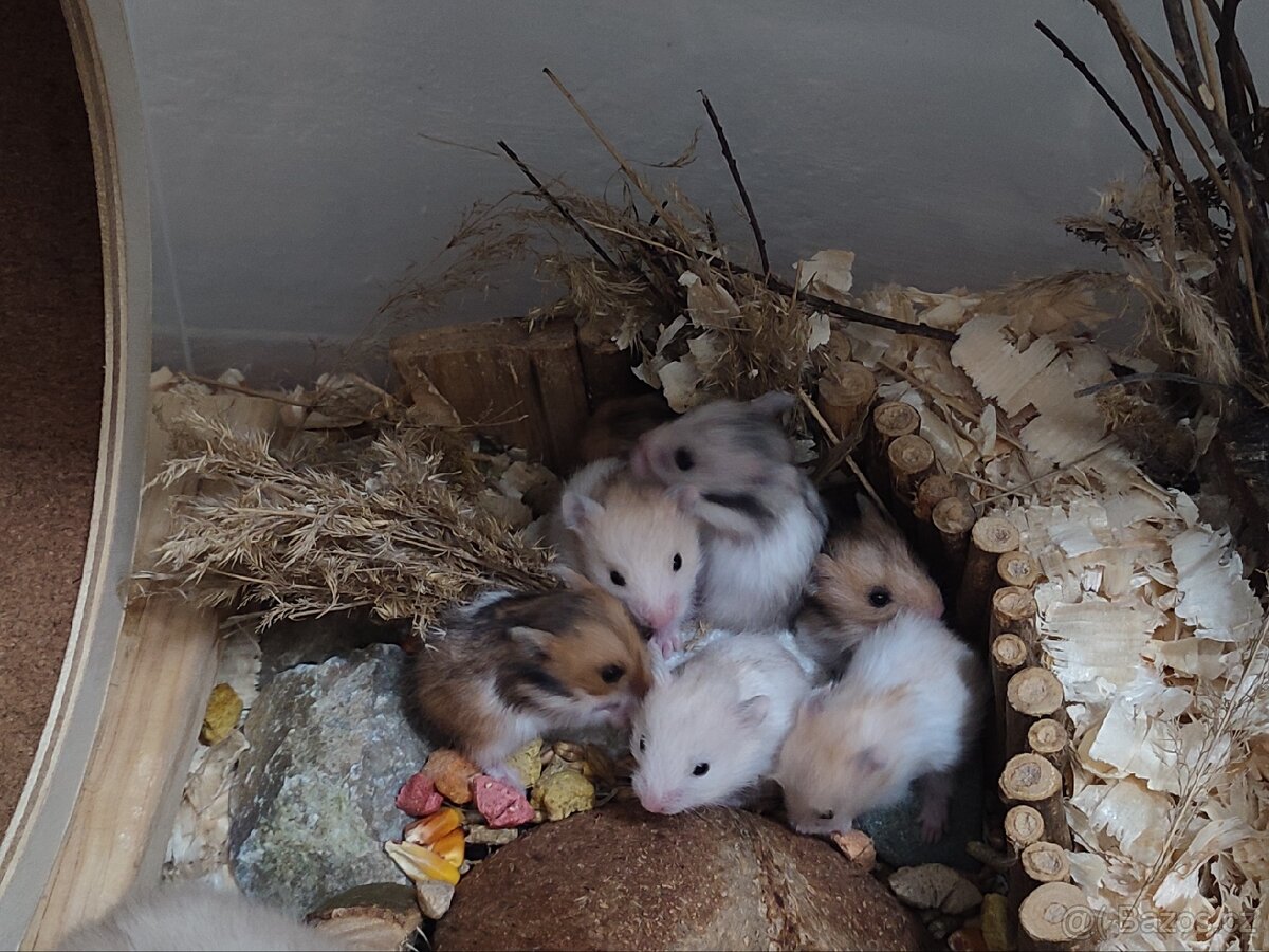 Křeček syrský - 2