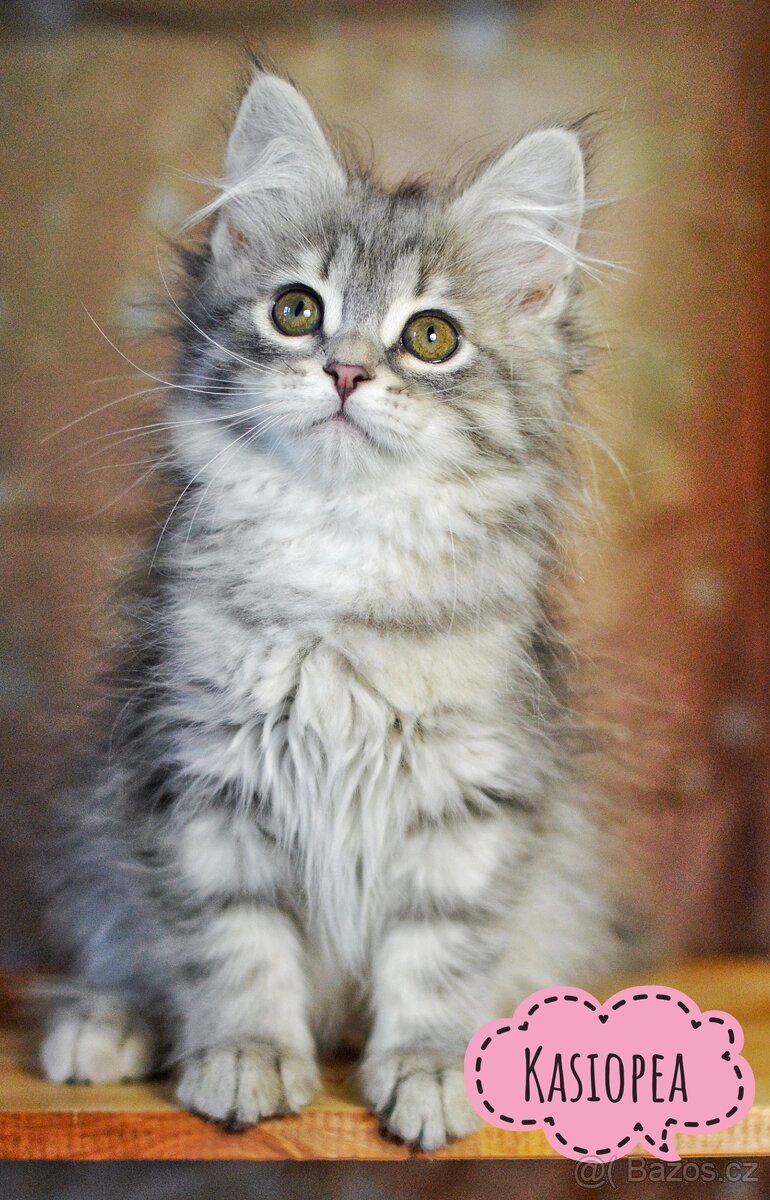 Sibiřská kočka s PP - 2