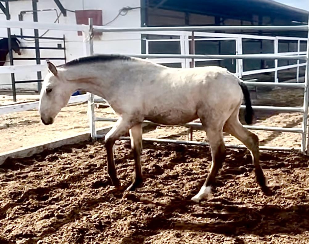 Lusitano hřebecek - 2