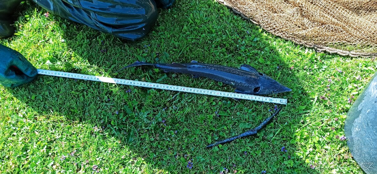 Jeseter Ruský a Sibiřský - 2