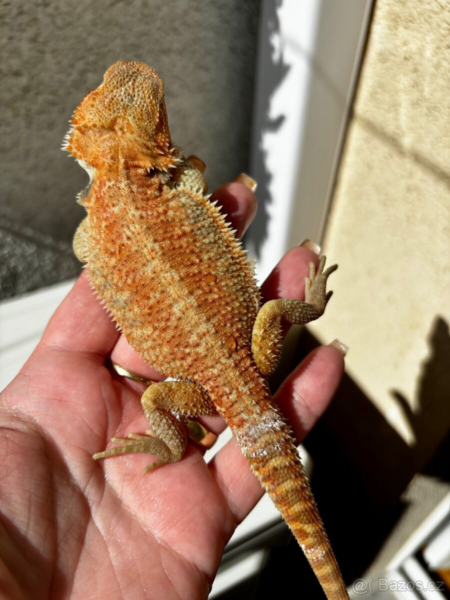 Agama vousata - samička Hypo het Trans 100% het Witblits - 2