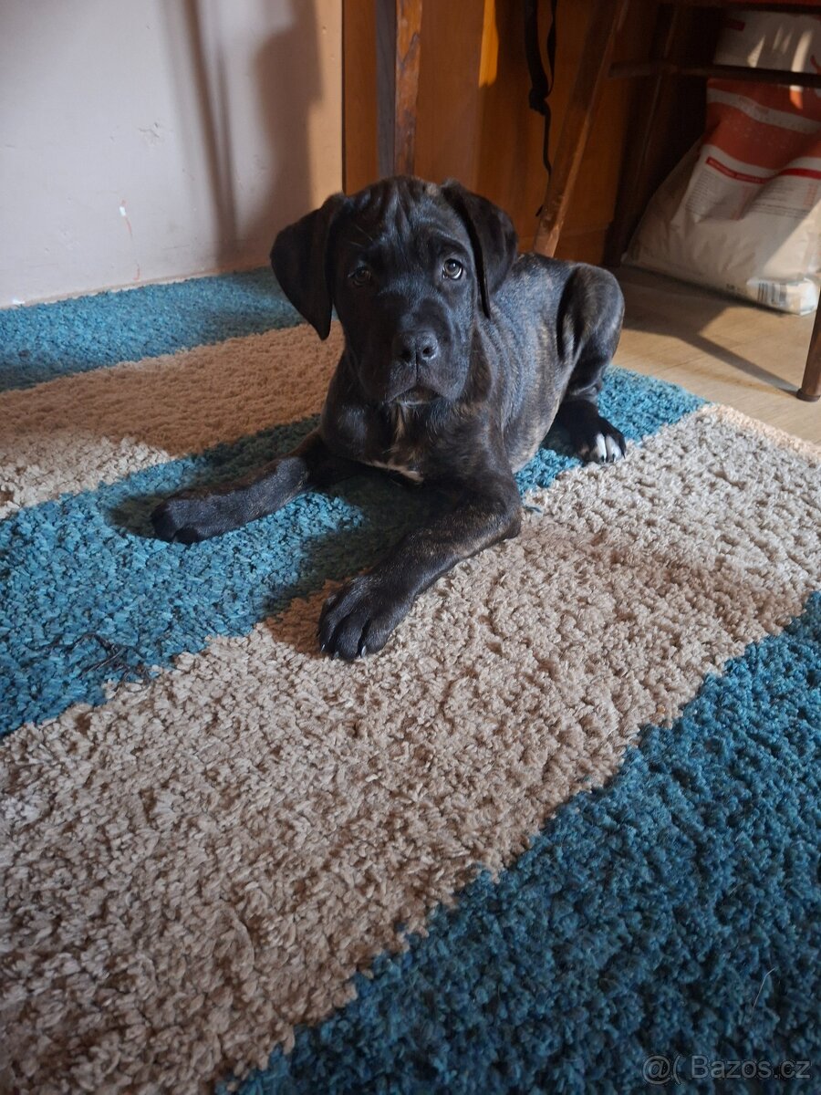 Cane corso - 2