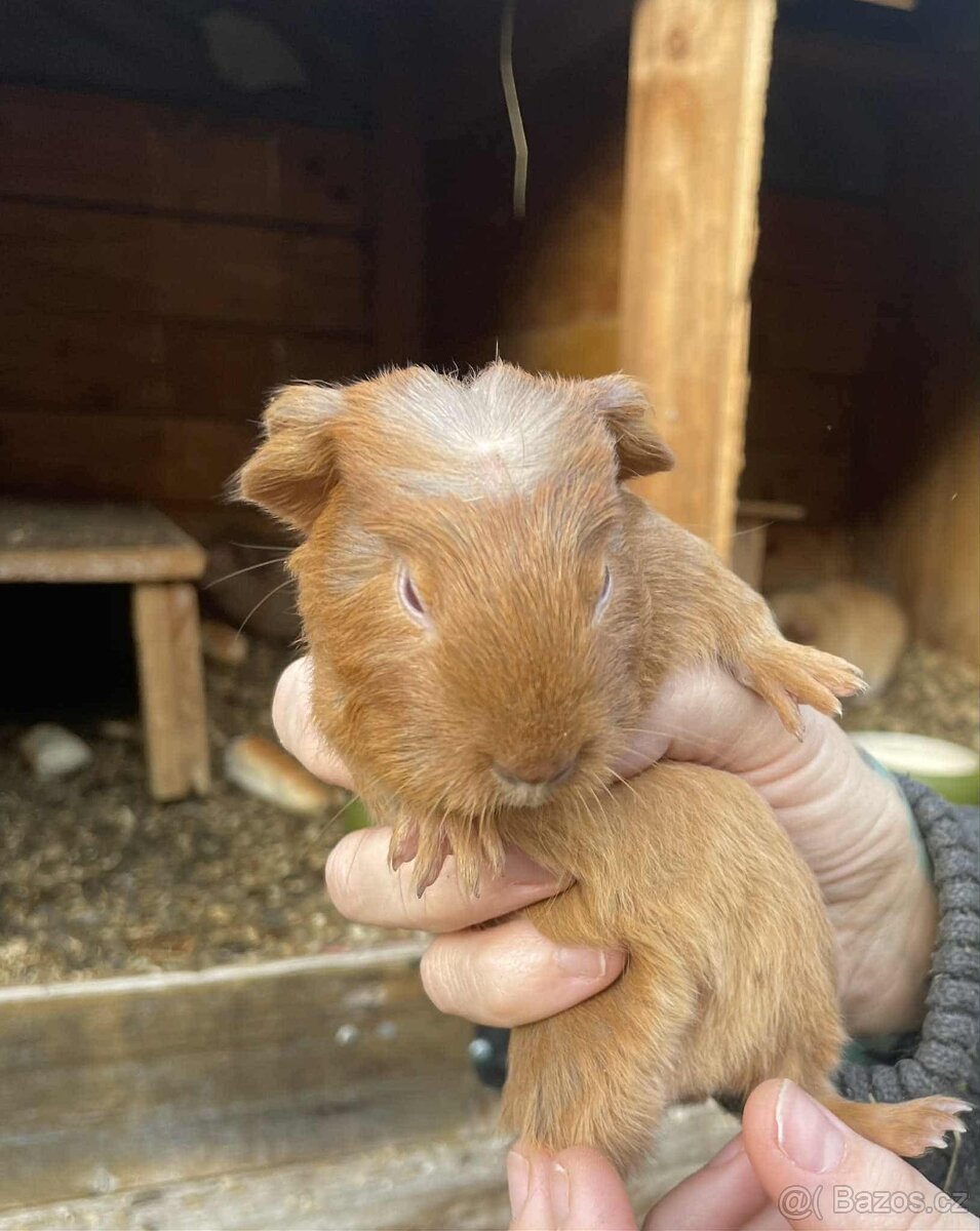 Darují morčata - 2