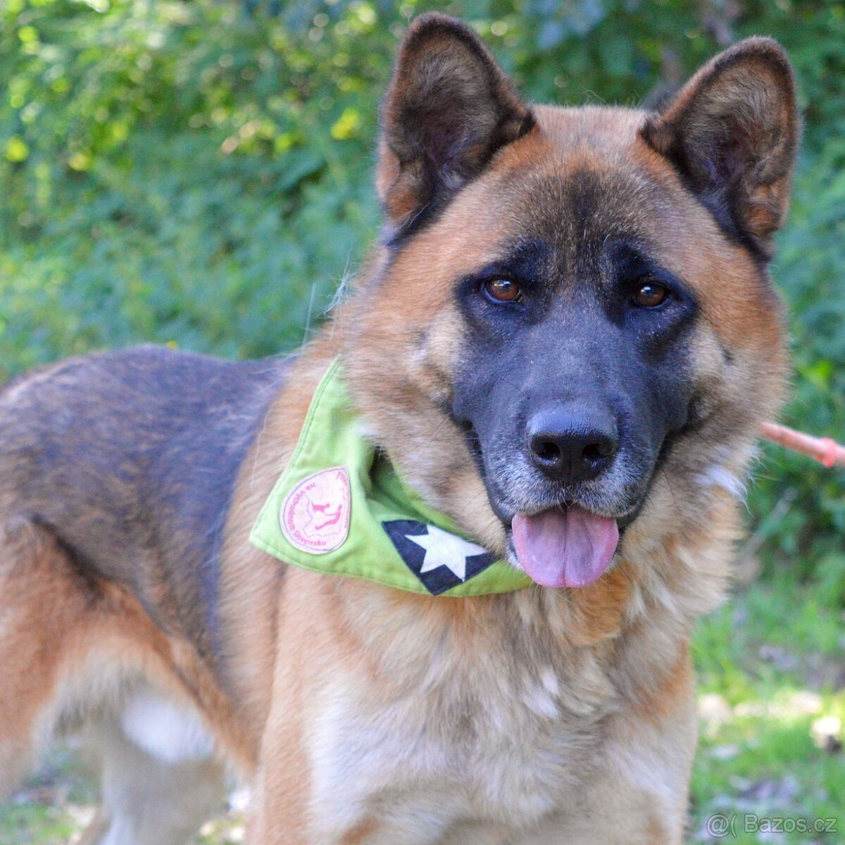 🐾 Tessar – mladý kříženec německého ovčáka a akita inu hled - 2