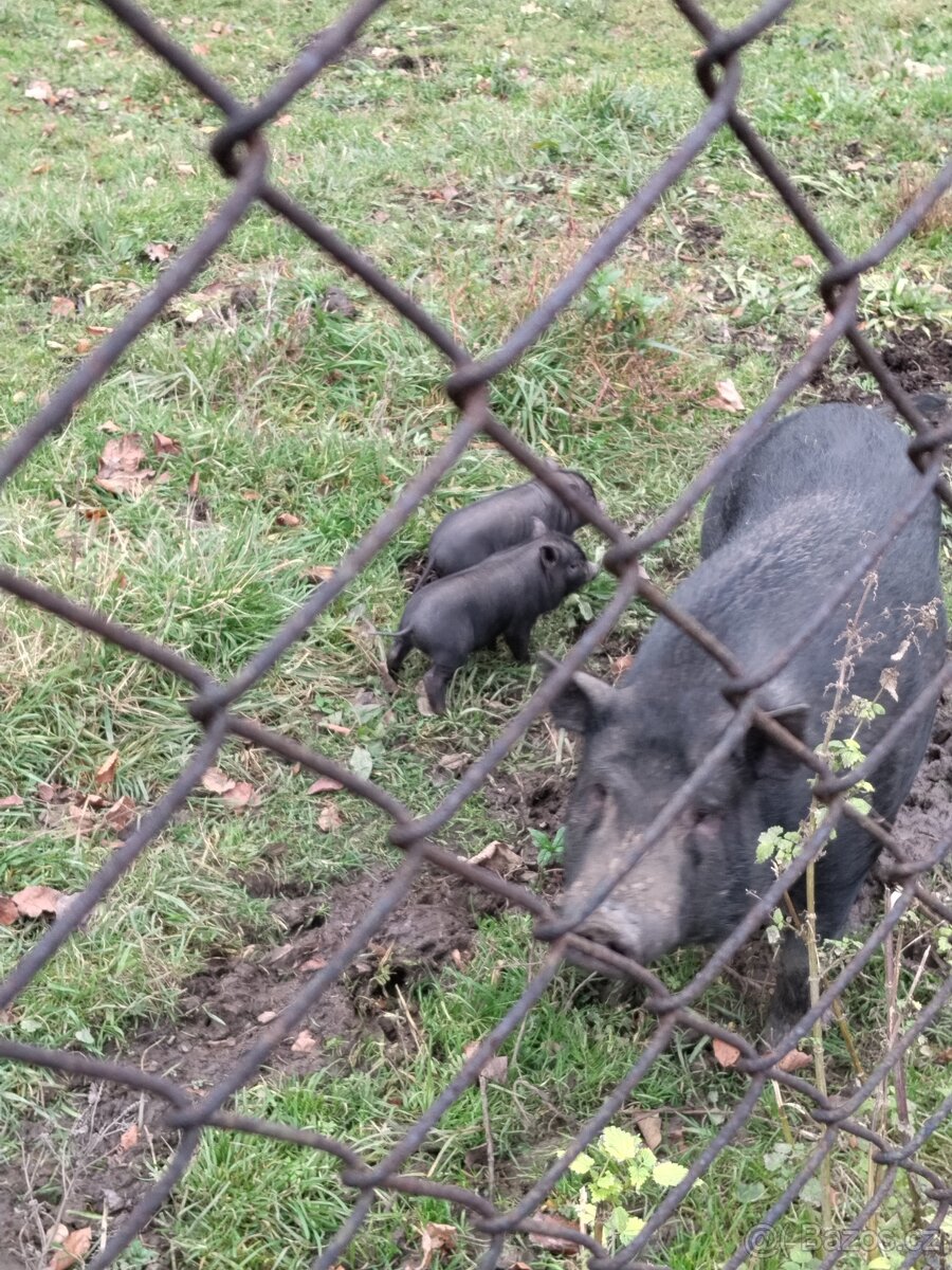 Selata vietnamské - 2