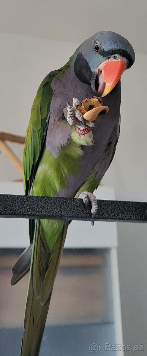 Alexandr čínský - 2