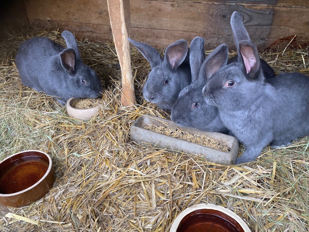 Králík Moravský modrý - 2