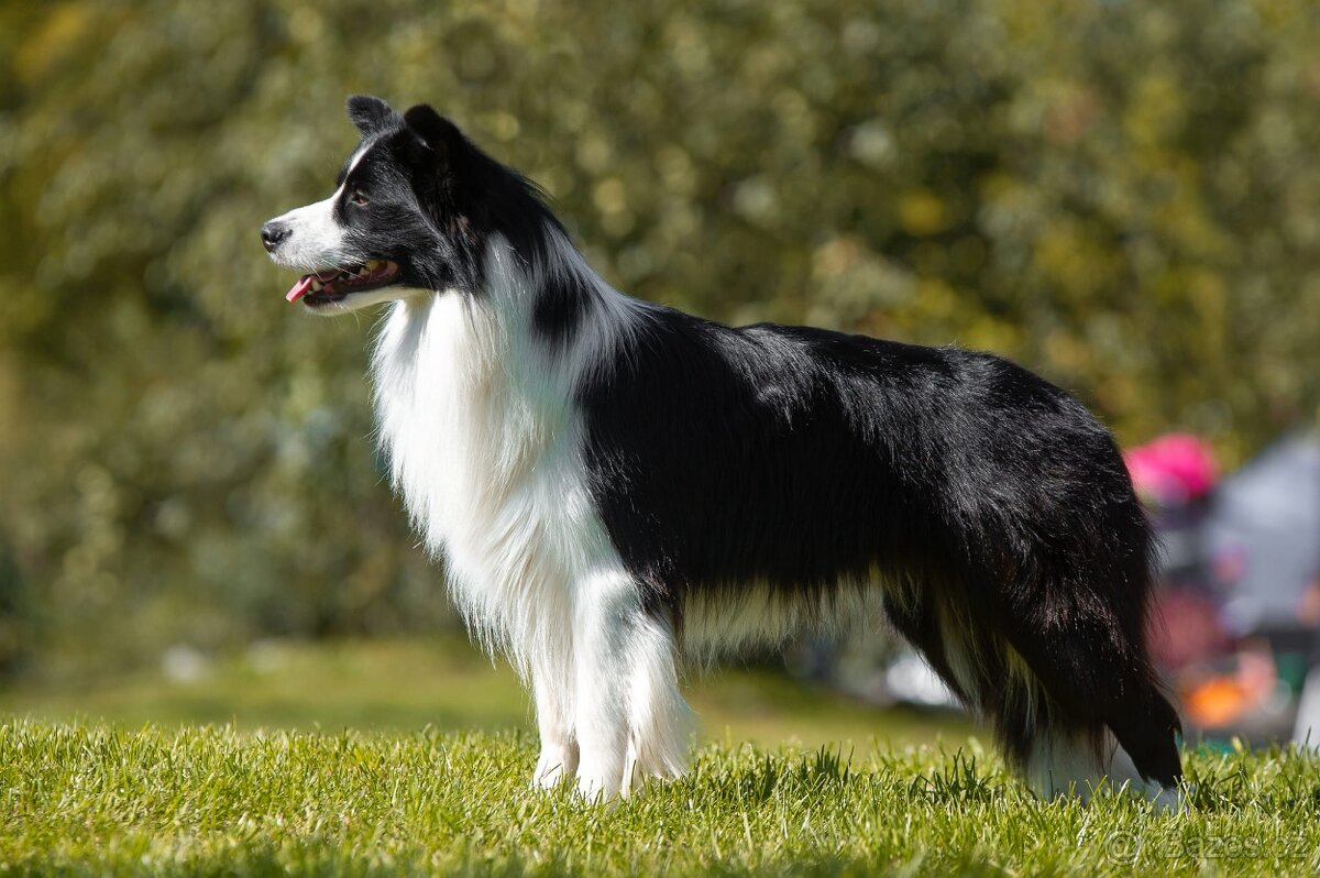 Krytí chovným psem plemene border kolie - 2