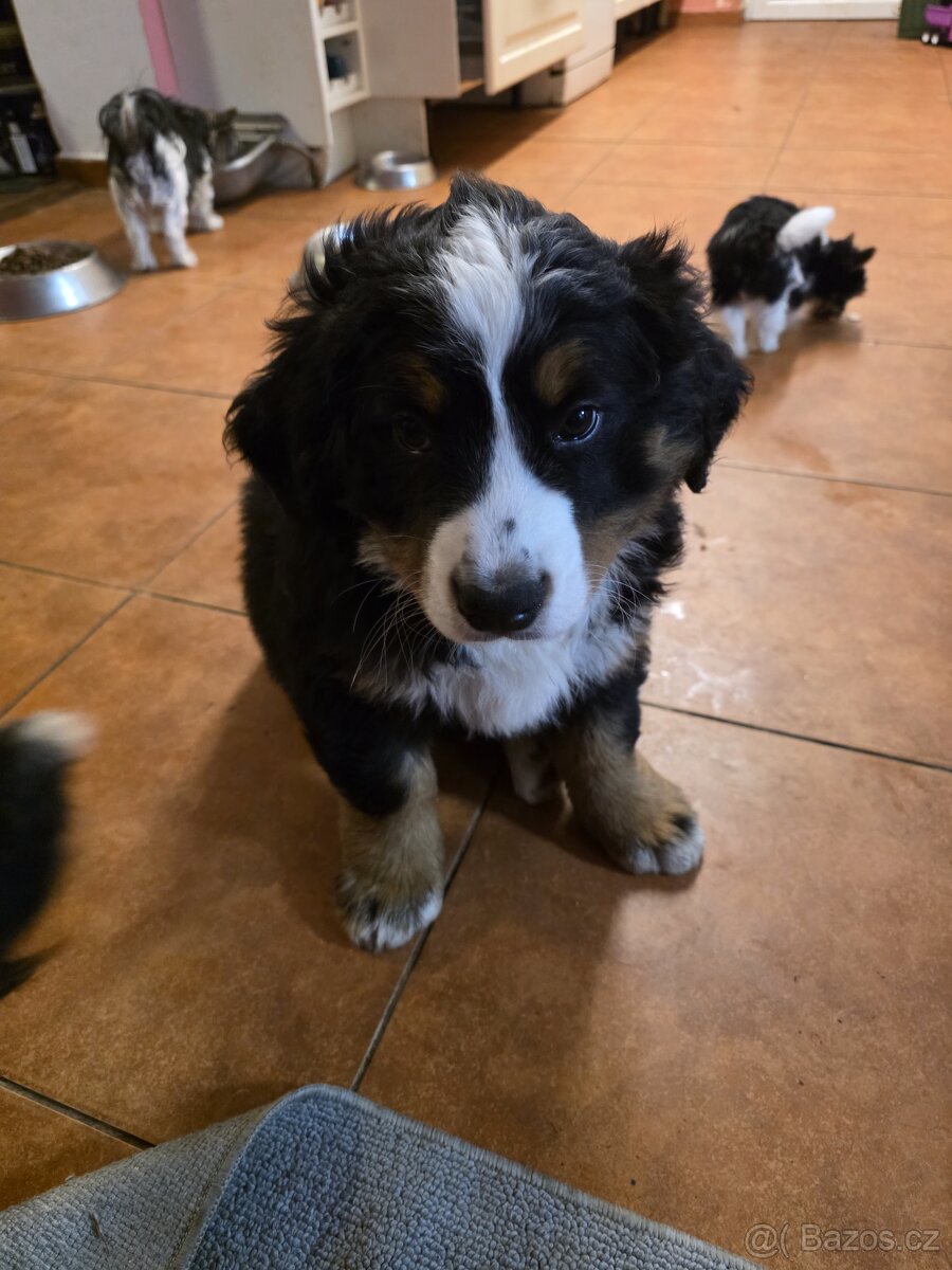 Bernský salašnický pes s PP - 2
