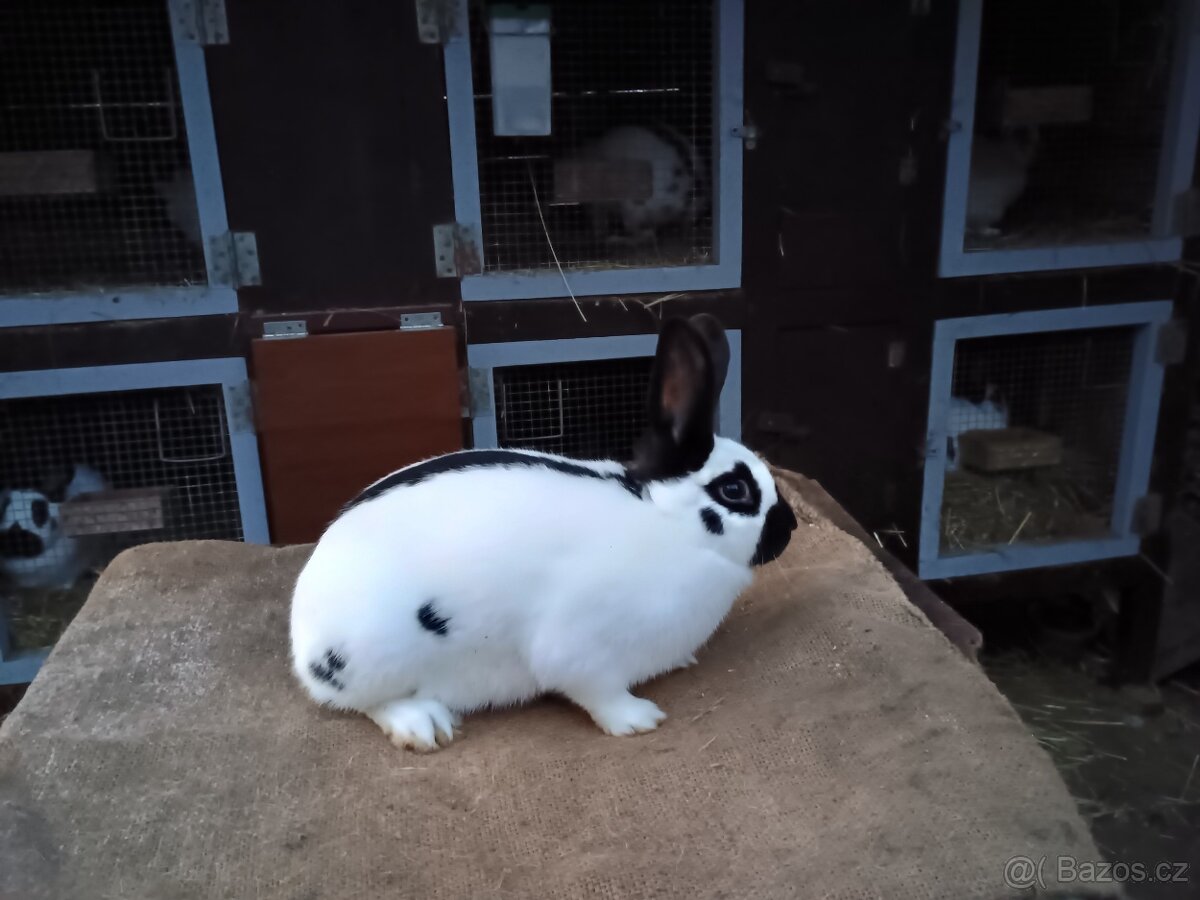 Samice Český strakáč černy - 2