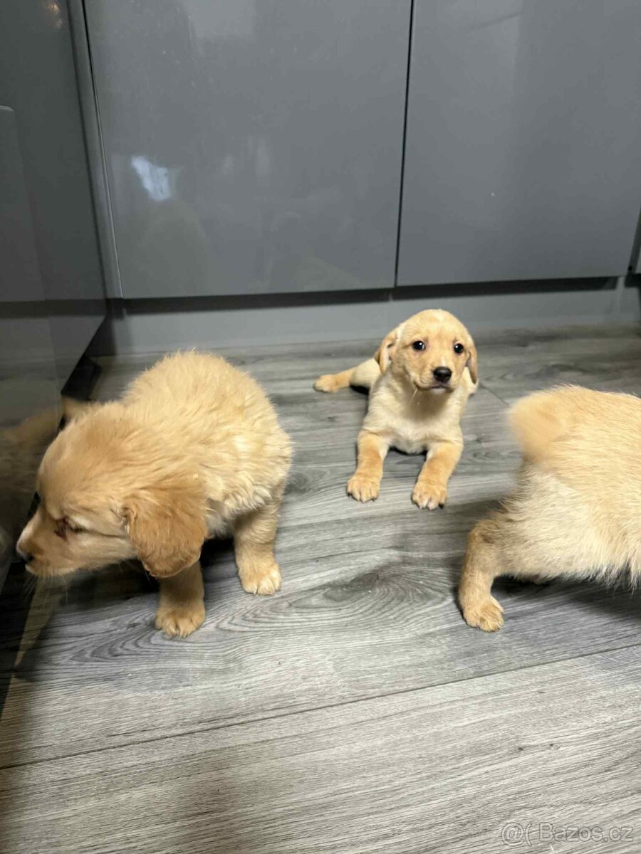 Zlatý retrívr x labradorský retrívr - 2