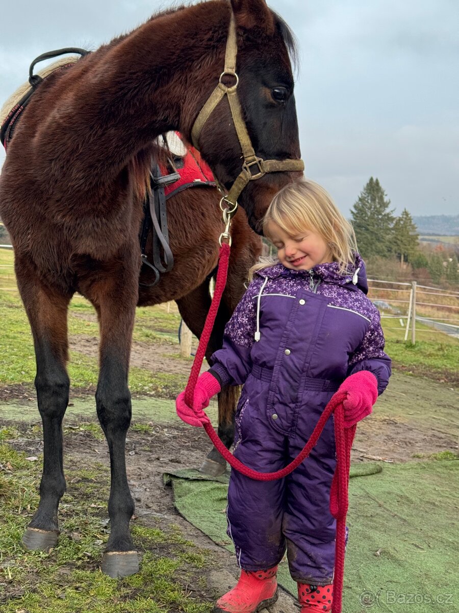 Hřebeček do rodiny - 2