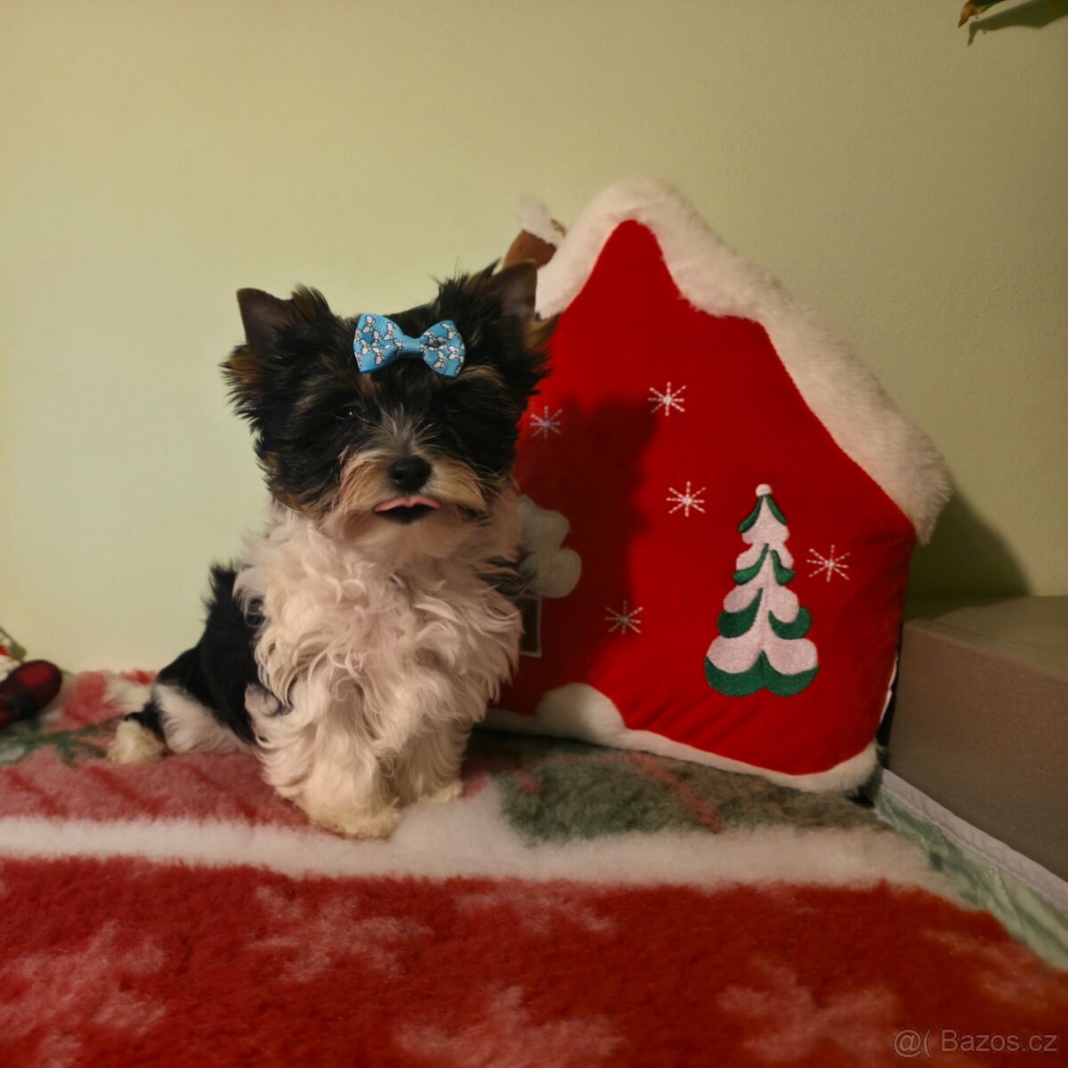 Biewer terrier s P.P. - 2