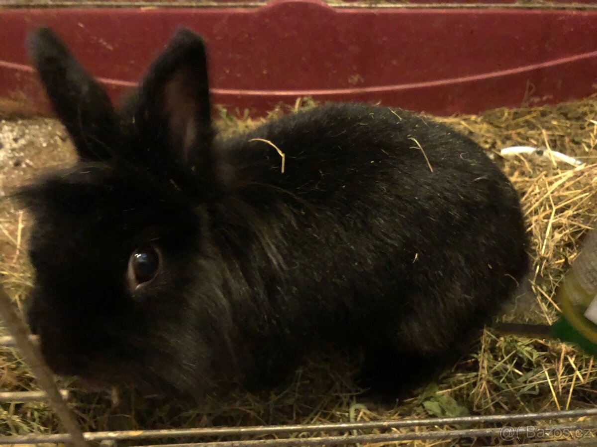 Králíček (pravděpodobně lvíček) - 2