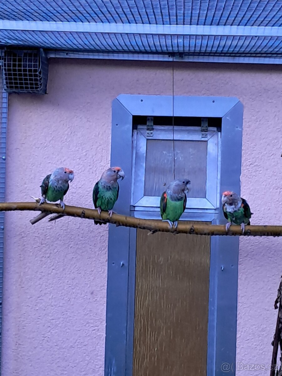 Papoušek šedohlavý - 2