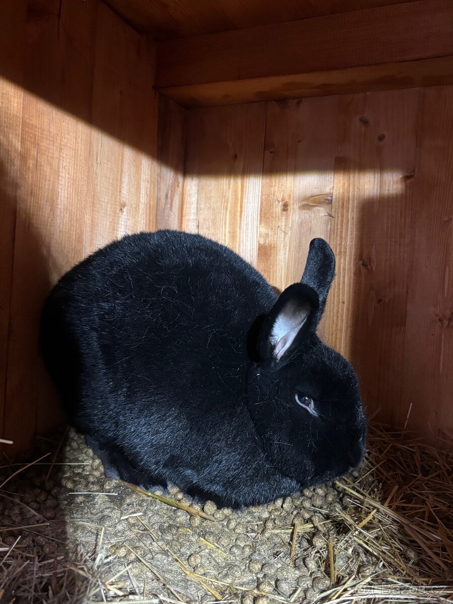 Prodám králíka Vídeňský černý - 2