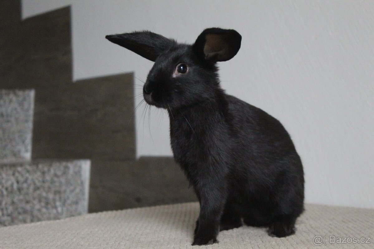 Sportovní králík s PP - 2