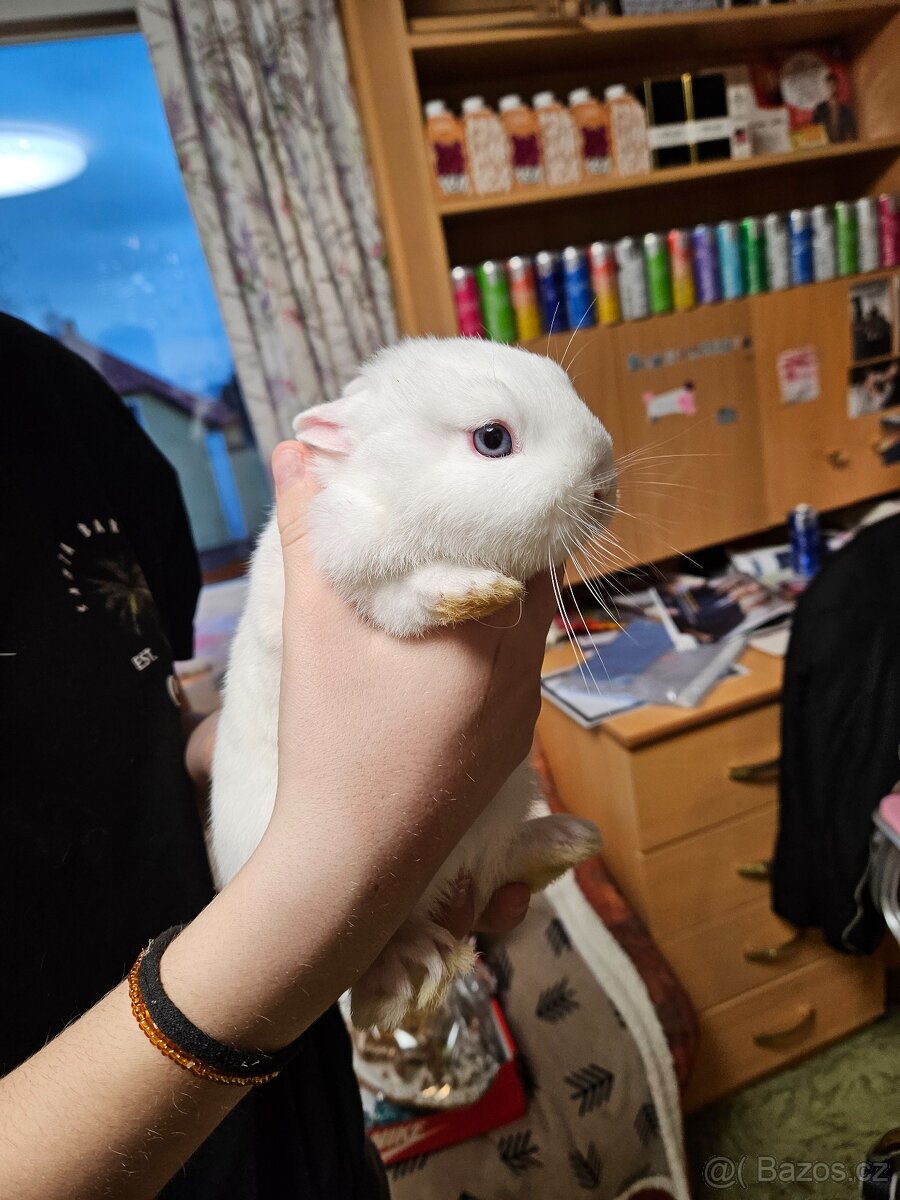 Zakrslý králík - 2