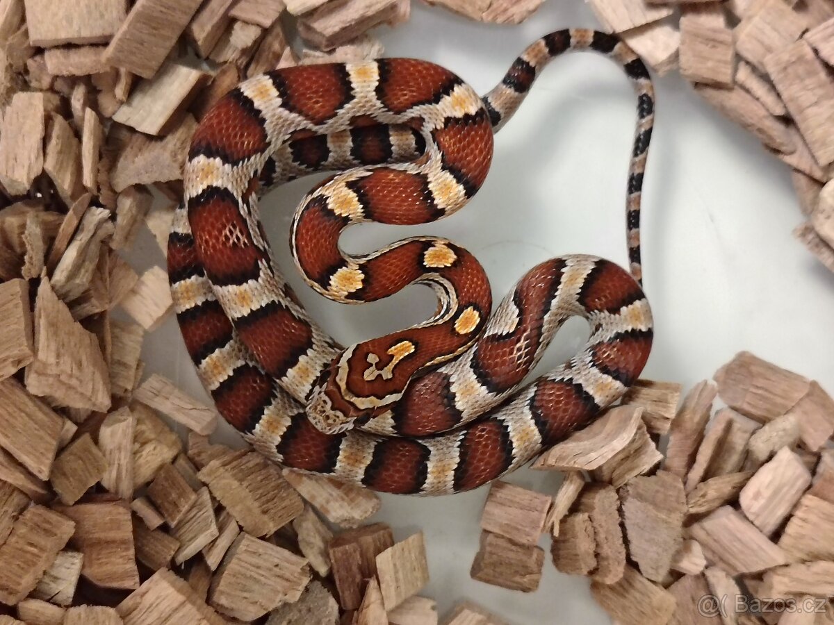 Užovka červená - 2