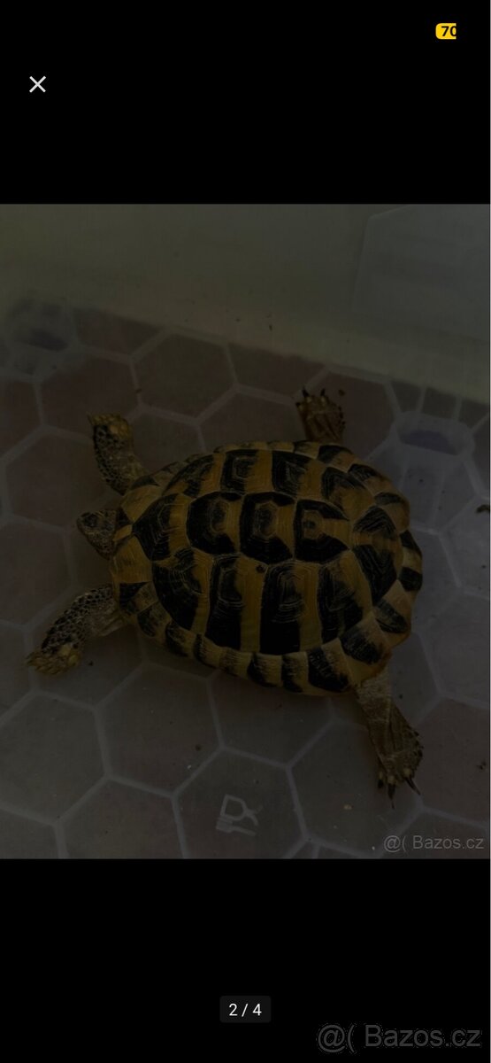 Želva Zelenavá (testudo hermanni) - 2