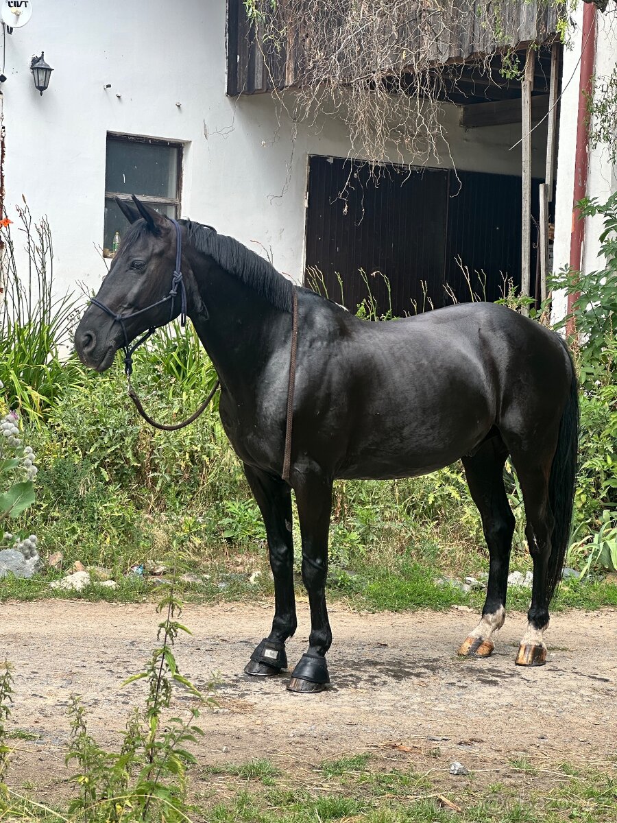 POLOVIČNÍ PRONÁJEM KONĚ - 2