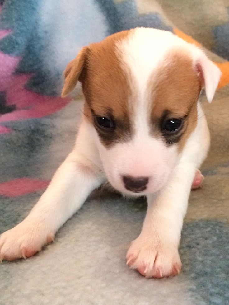 Jack Russell teriér - 2