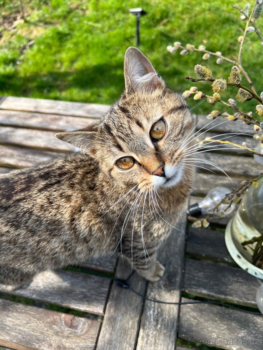 Kocour k odběru - 2