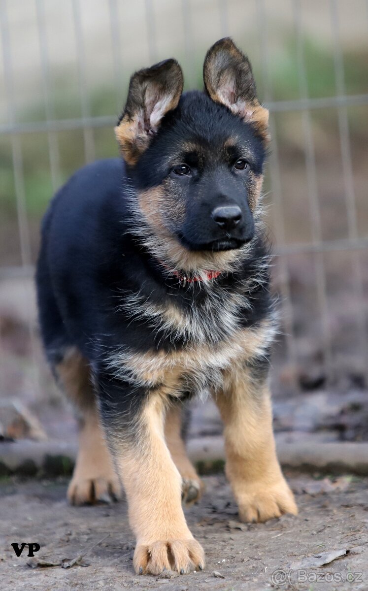 Německý ovčák - 2